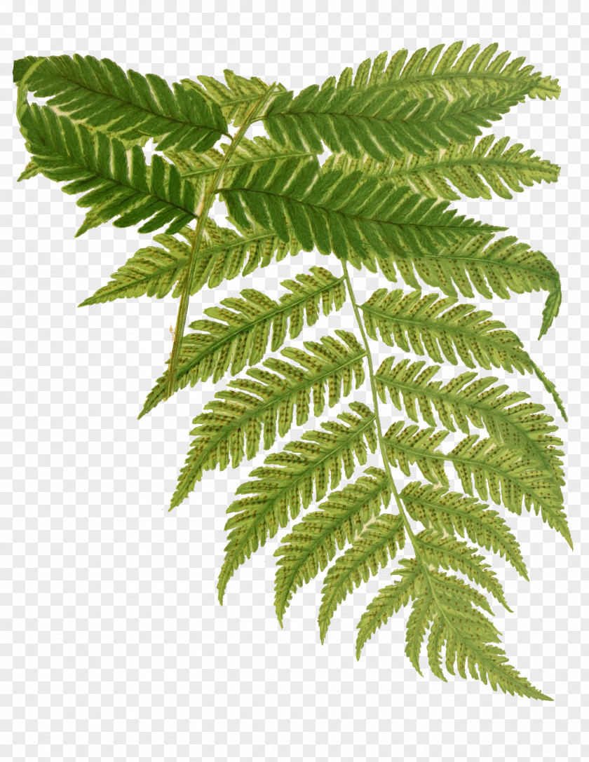 Beautiful Ferns Drawing Watercolor Painting PNG