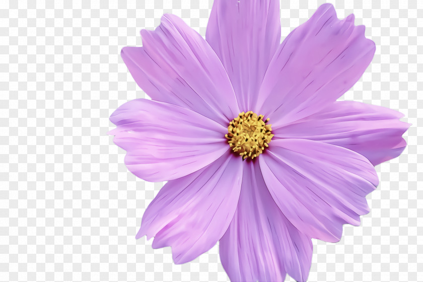 Daisy Family Lavender PNG