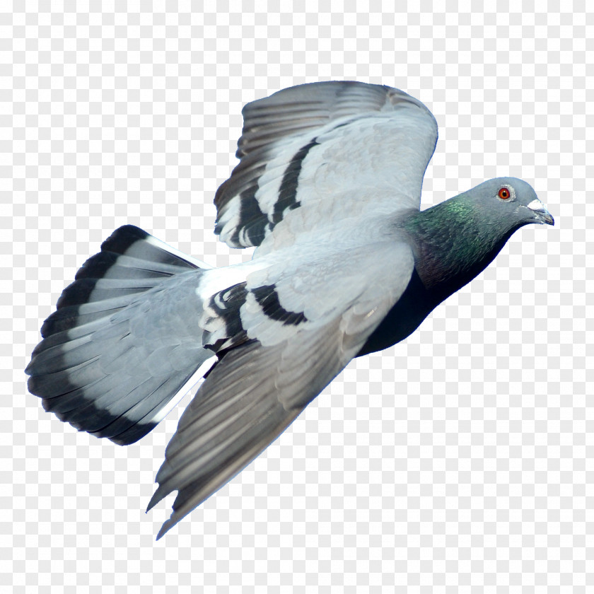 Falcon Rock Dove Columbidae Bird Stock PNG