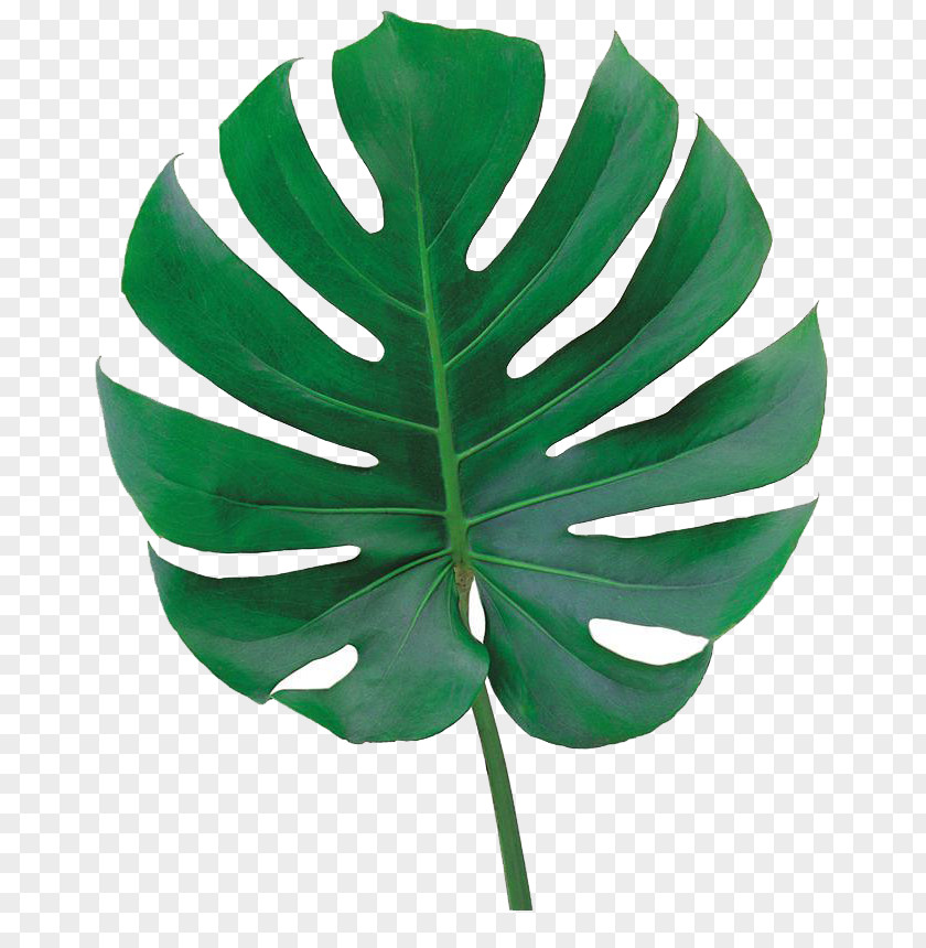 Leaf PNG clipart PNG