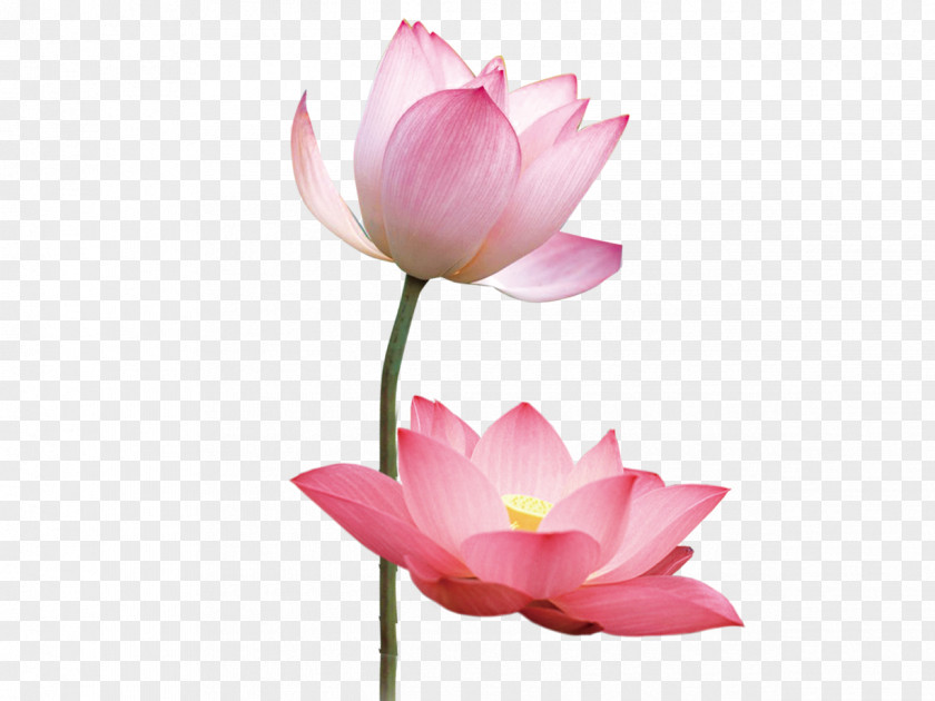 Lotus Nelumbo Nucifera Flower Material Resin PNG