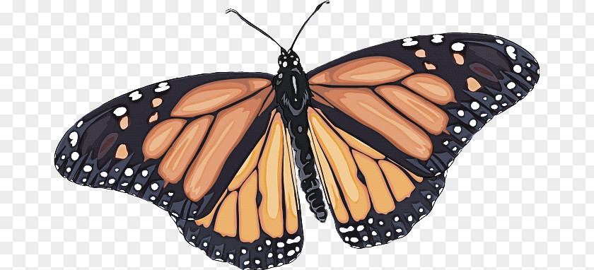 Monarch Butterfly PNG