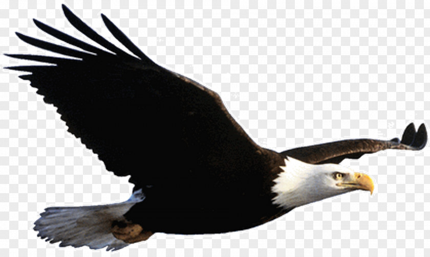 Tail Kite Phoenix Bird PNG