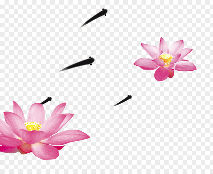 Lotus Nelumbo Nucifera Clip Art PNG