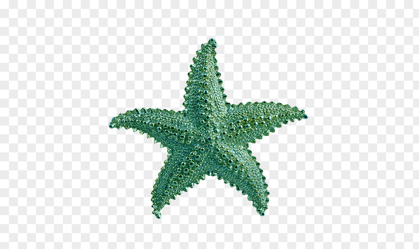 Machine Embroidery Starfish PNG