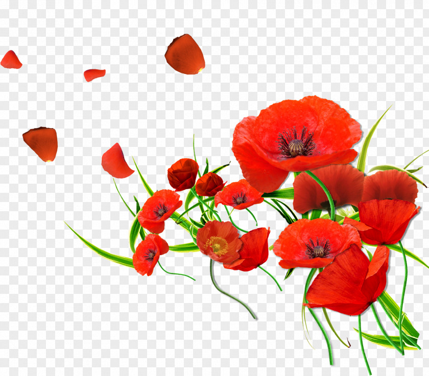 Red Poppy Common Flower Wallpaper PNG