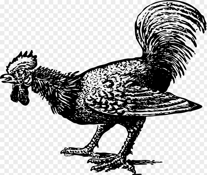Rooster Chicken Poultry Farming Cock A Doodle Doo Bird PNG