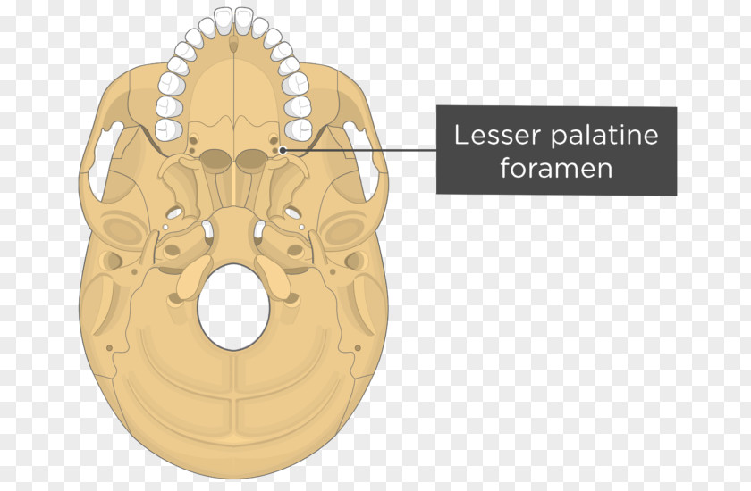 Skull Pterygoid Processes Of The Sphenoid Hamulus Medial Muscle Lateral Bone PNG