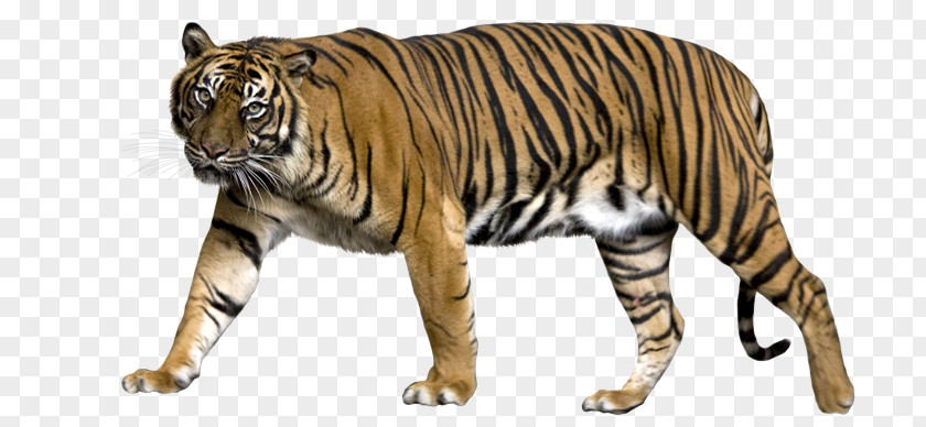 Tigres Sumatran Tiger Felidae Liger Bengal PNG