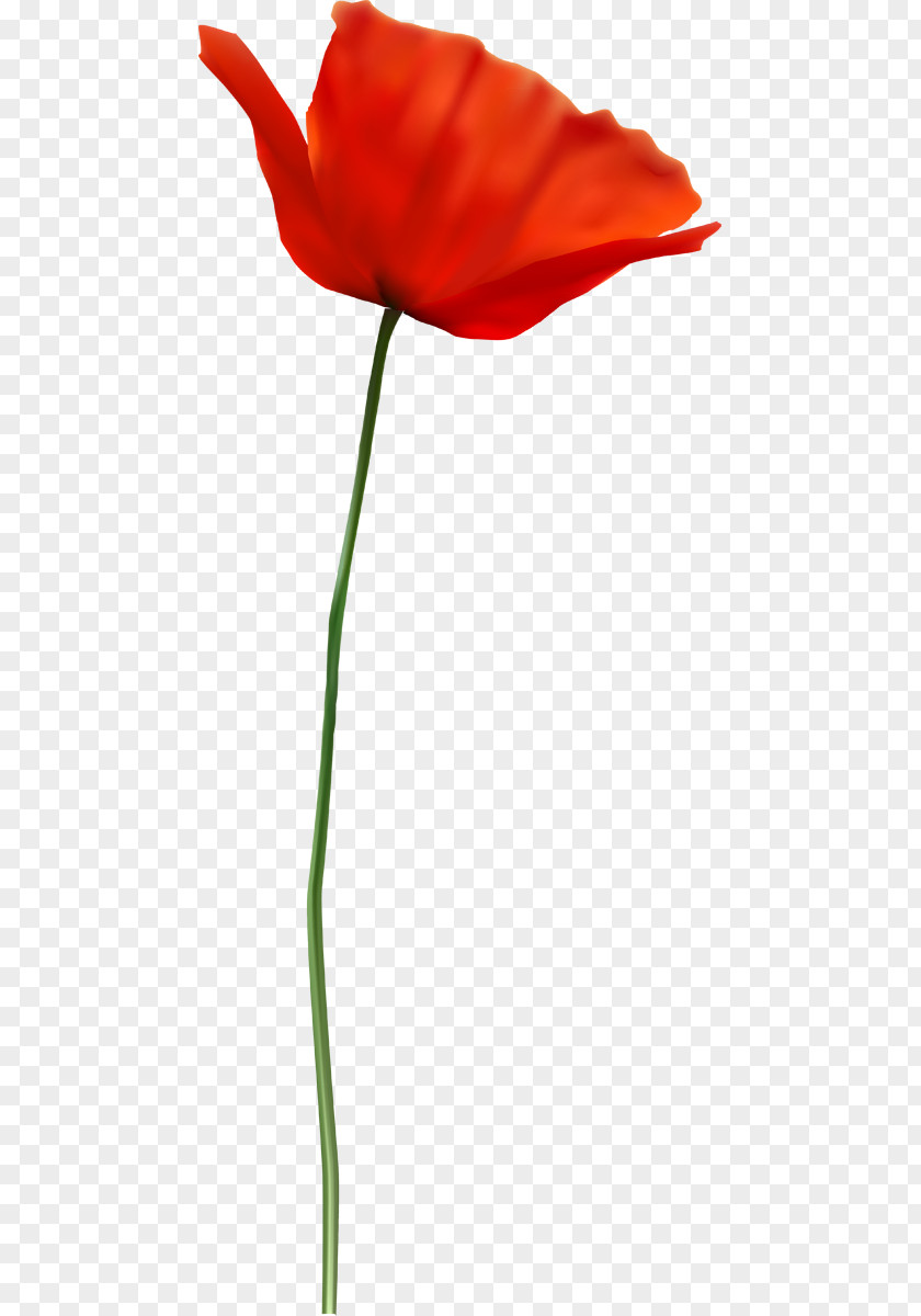 Tulip Petal Plant Stem Leaf PNG