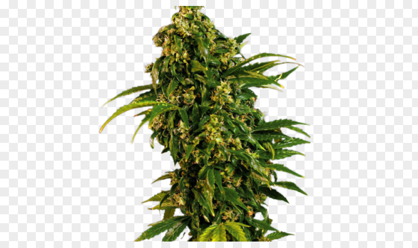 Cannabis Sativa Feminized Seed Kush PNG