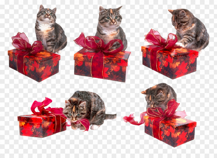 Cat Gift Kitten Holiday Clip Art PNG