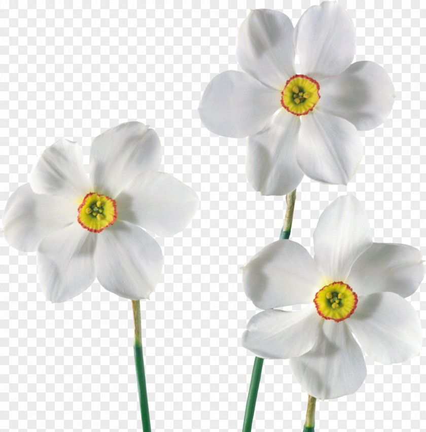 Flower Daffodil Clip Art PNG