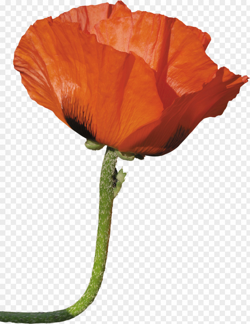 Poppy Common Opium Flower PNG