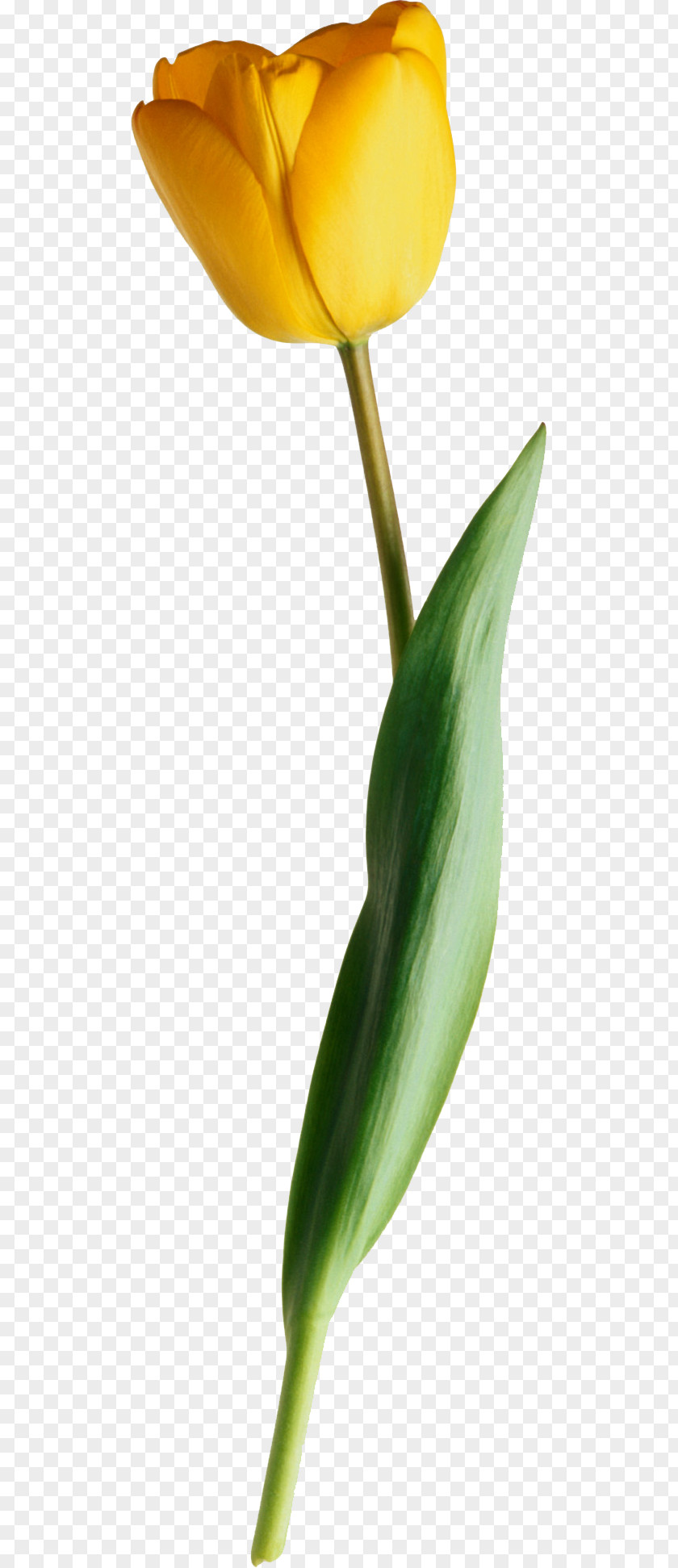 Tulip Cut Flowers Bud Plant Stem Petal PNG