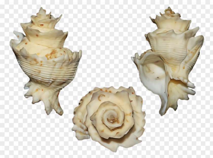 Bivalve Beige Conch Shankha Shell Plant PNG