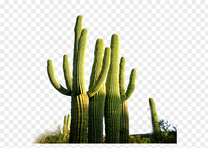 Cactus Cactaceae Download PNG