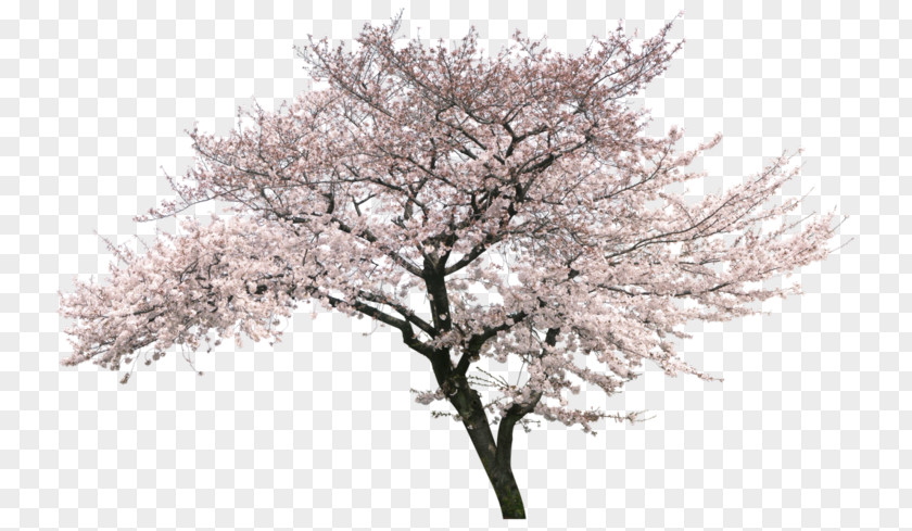 Clon Bubble Cherry Blossom Cherries Image PNG