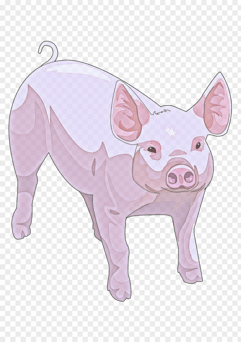 Drawing Boar Domestic Pig Suidae Pink Cartoon Snout PNG