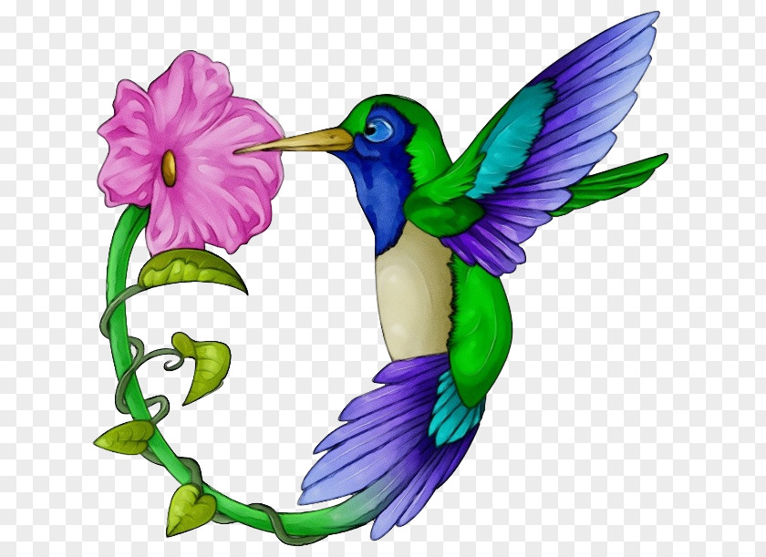 Hummingbird Clip Art Free Content PNG