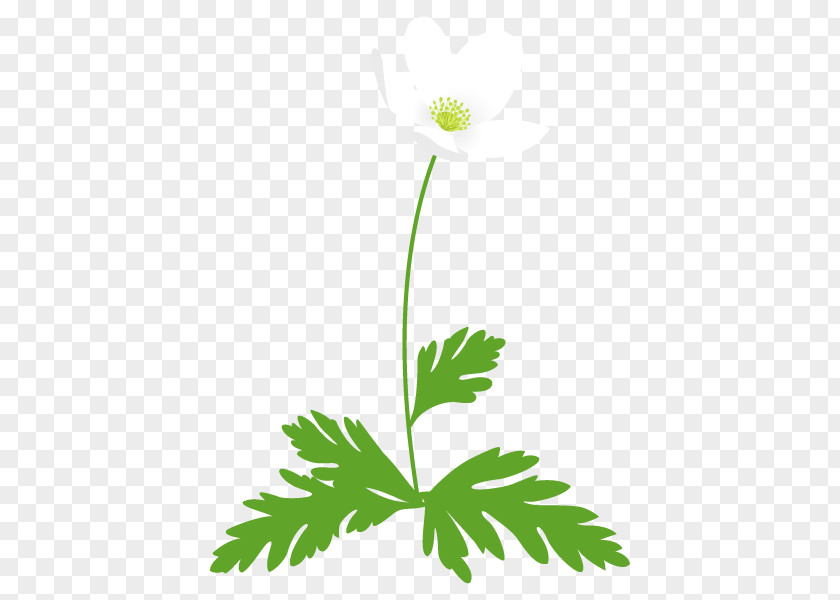 Illustration Flower Plants Clip Art Design PNG