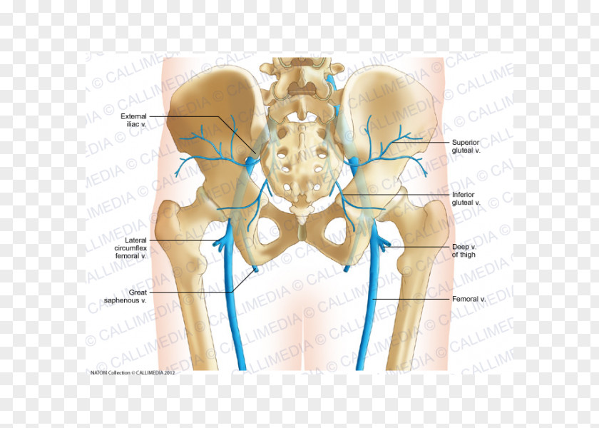 Muscular System Pelvis Vein Human Body Anatomy Bone PNG