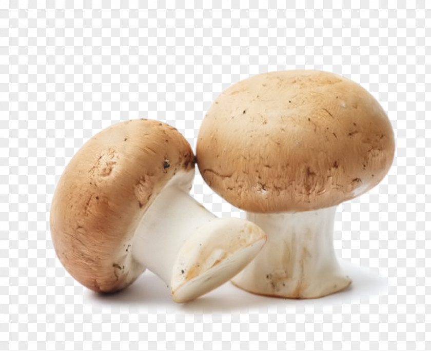 Mushroom Common Edible Food Fungus PNG
