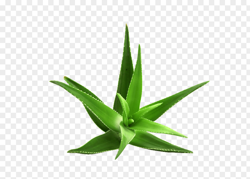 Perennial Plant Succulent Aloe Vera PNG