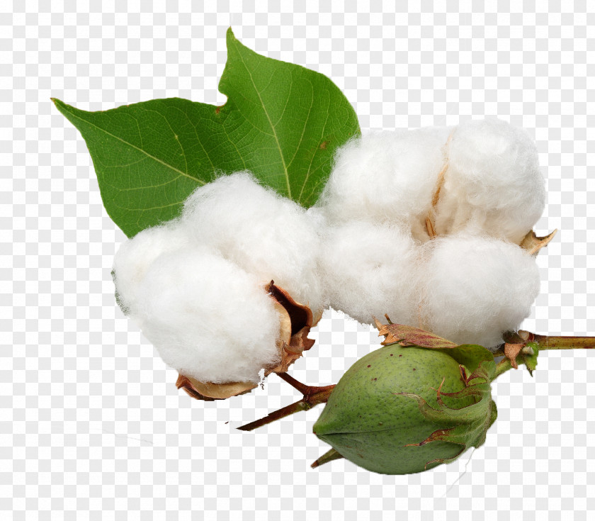 Washingtonia Organic Cotton Cottonseed Oil PNG