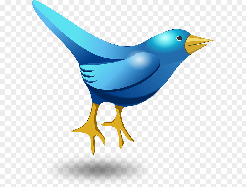 Bird Cartoon Social Media Clip Art PNG