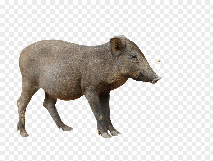 Boar Stock Photography Royalty-free PNG