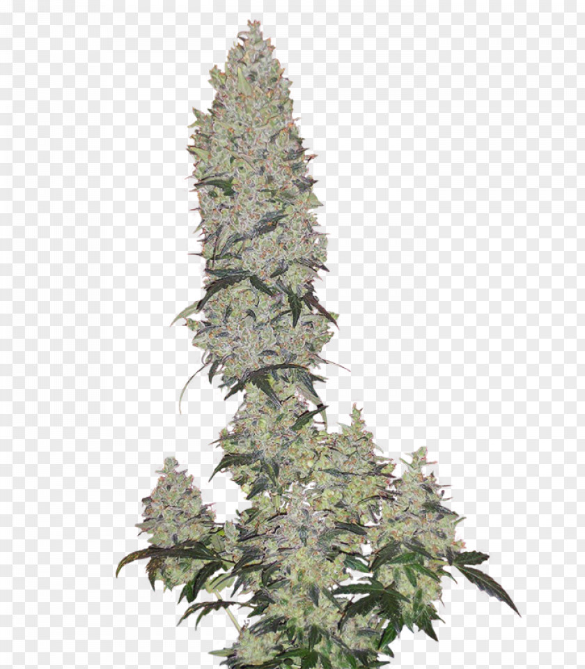 Cannabis Evergreen Tree PNG