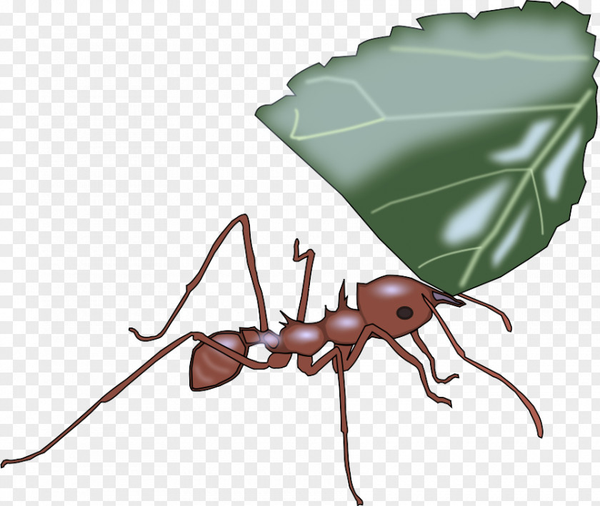 Insect Carpenter Ant Pest Leaf PNG