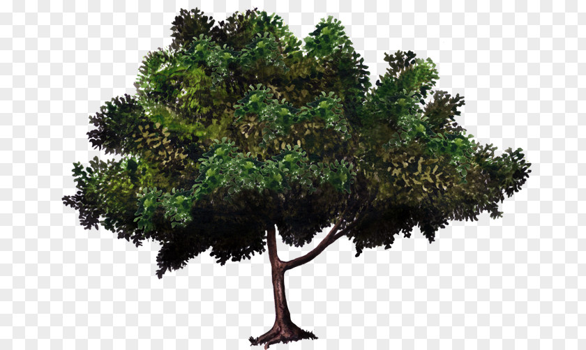 Mango Tree Zelkova Serrata Bonsai Evergreen Woody Plant PNG
