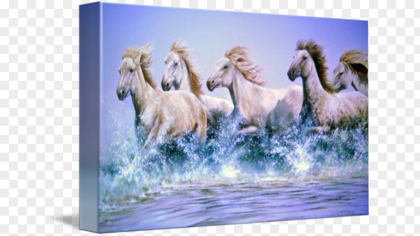 Running Water Mustang Arabian Horse Thoroughbred Watercolor Painting PNG