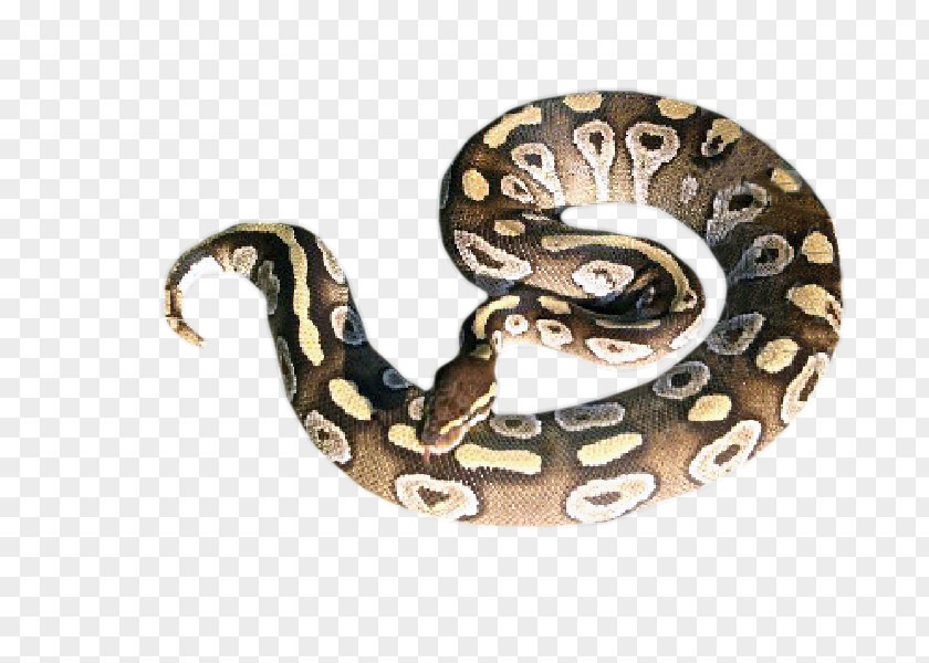 Snake Boa Constrictor Rattlesnake Ball Python Hognose PNG