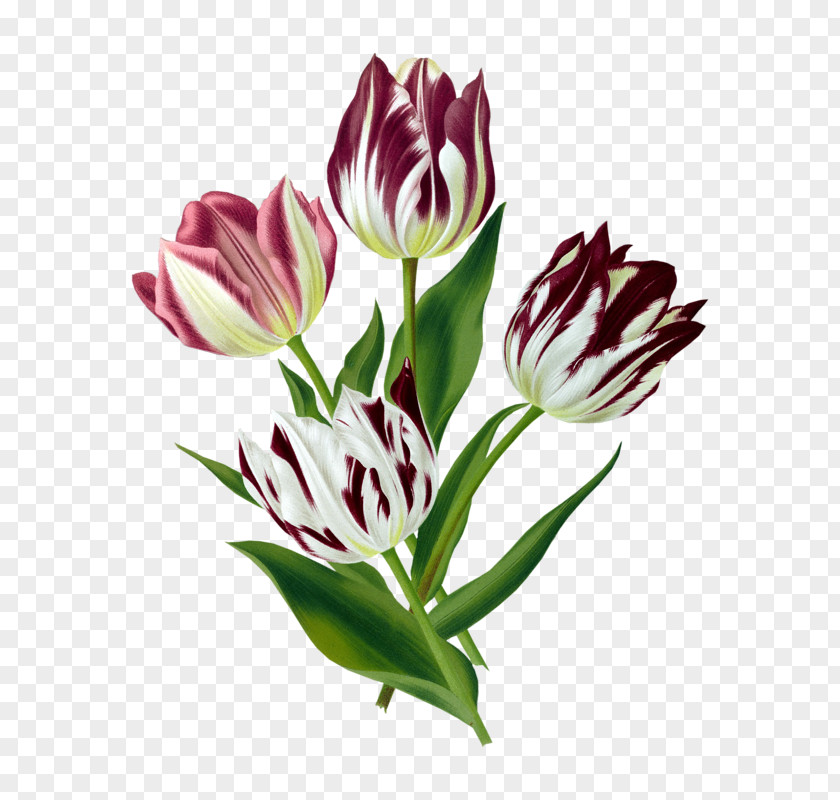 Tulip Art Floral Design Botanical Illustration PNG