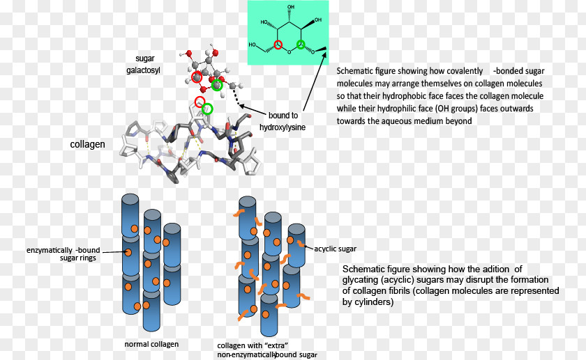 Glycation Collagen Glycosylation Diabetes Mellitus Molecule PNG