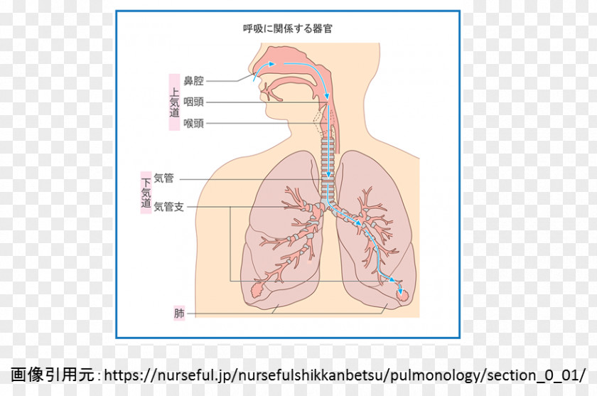 Nose Croup Wheeze Asthma Cough PNG