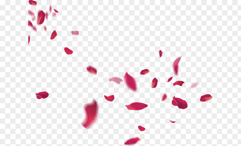 Petals Falling Petal Flower Pink Beach Rose PNG