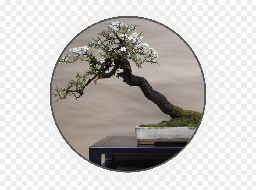 Tree Chinese Sweet Plum Blackthorn Blossom Bonsai 盆景艺术 PNG