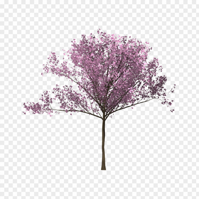 Bunga Sakura Tree Cherry Blossom Twig Branch PNG