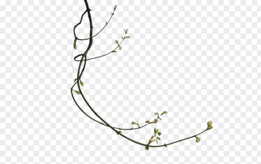 Leaf Twig Branch PNG