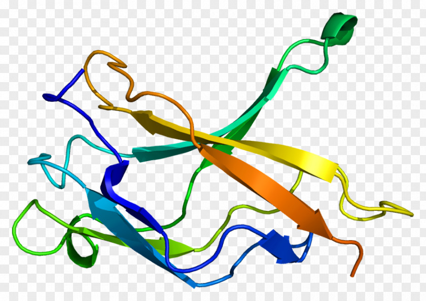 NFKB1 NF-κB HMGA2 Protein RELA PNG
