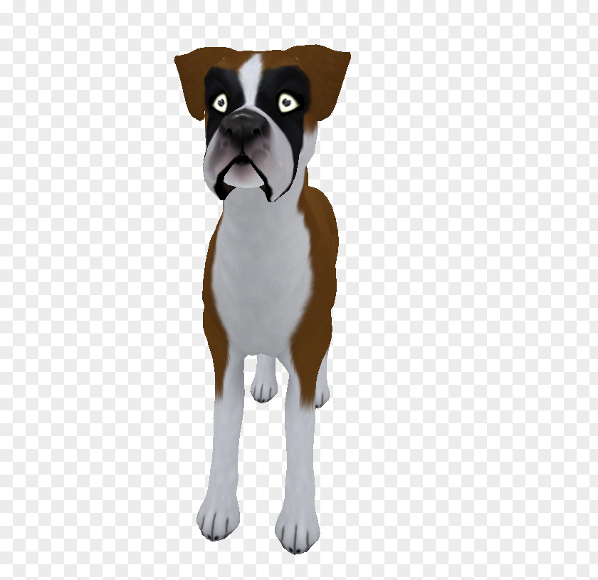 Puppy Boston Terrier Boxer Dog Breed Companion PNG