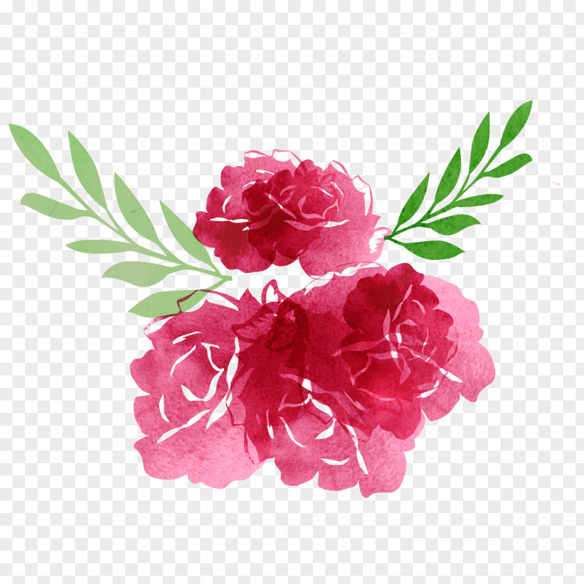 Vector Drawings, Hand Drawn Watercolor, Floral Decorations Garden Roses Flower PNG