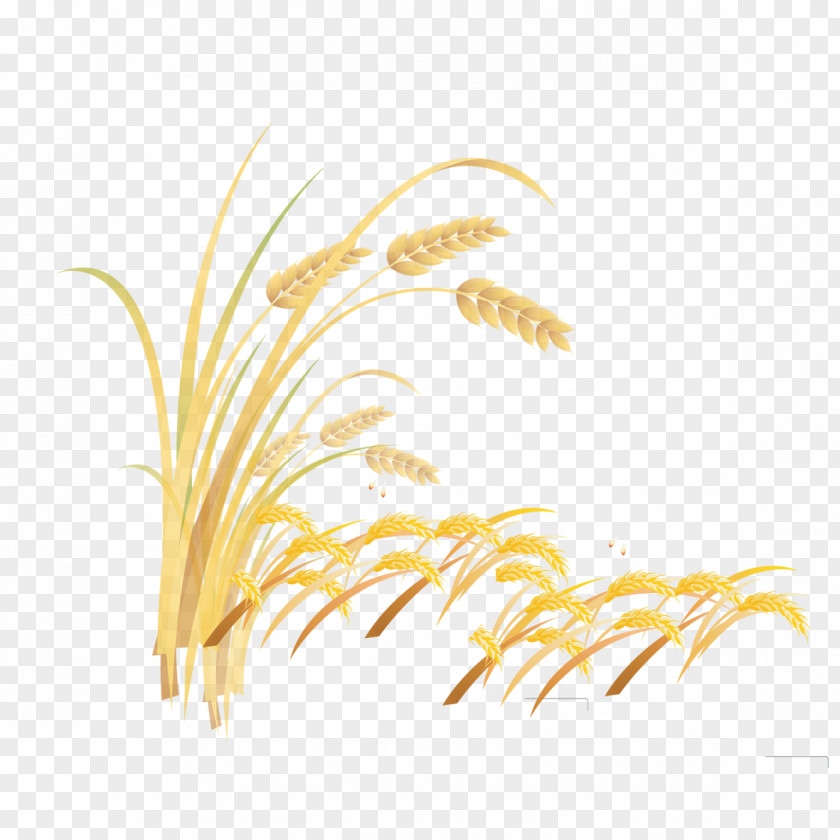 Wheat Sequence Grasses Rice Grain Font PNG