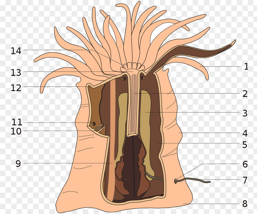 Anemone Art Forms In Nature Anthozoa Sea Mesentery Clownfish PNG