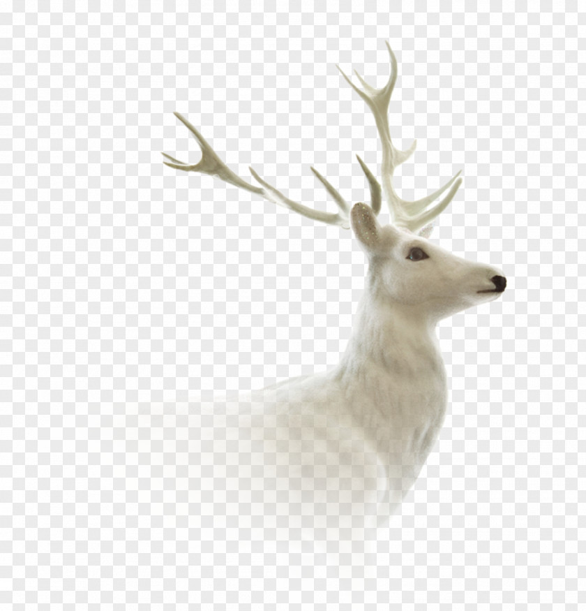 Deer Reindeer Moose Elk Roe Capreolinae PNG