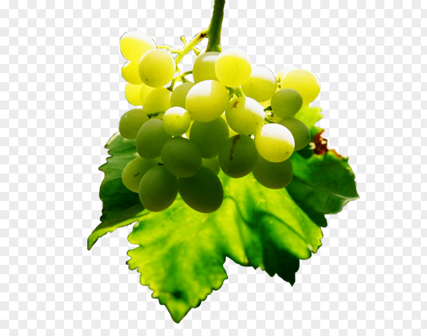 Grape Sultana Grapevines Seedless Fruit PNG